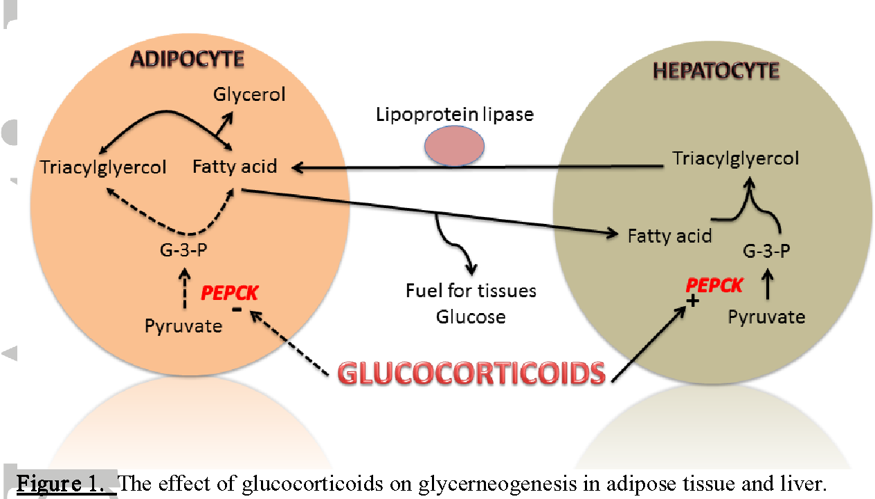 Steroid diabetes molecular understanding approach treatment What is steroid induced diabetes know common side effect