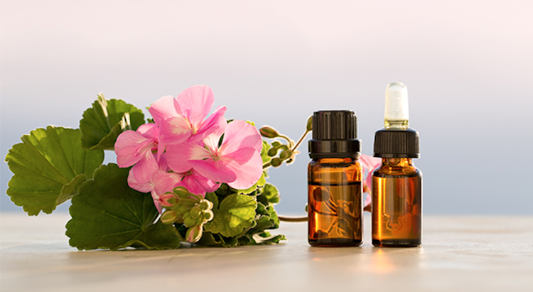 Geranium benefits health plant oil rose essential organicfacts plants facts amazing organic saved Benefits of geranium oil for skin and health