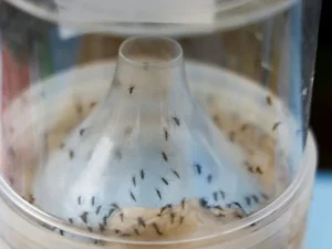 Chikungunya Resurgence Prompts Urgent Vaccination Drive in French Overseas Territory Amidst Low Immunity