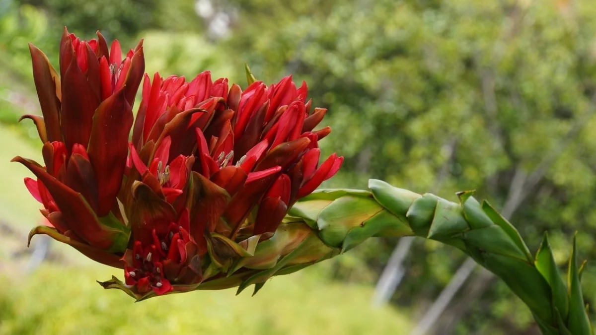The Doryanthes palmeri Blooms After 43 Years, Signaling a Unique Life Cycle in Geneva’s Botanical Garden