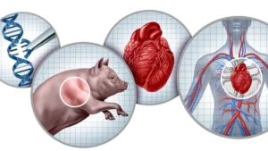 Xenotransplantation Enters a New Era: France Opens the Door to Animal-to-Human Organ Research Amid Severe Shortages